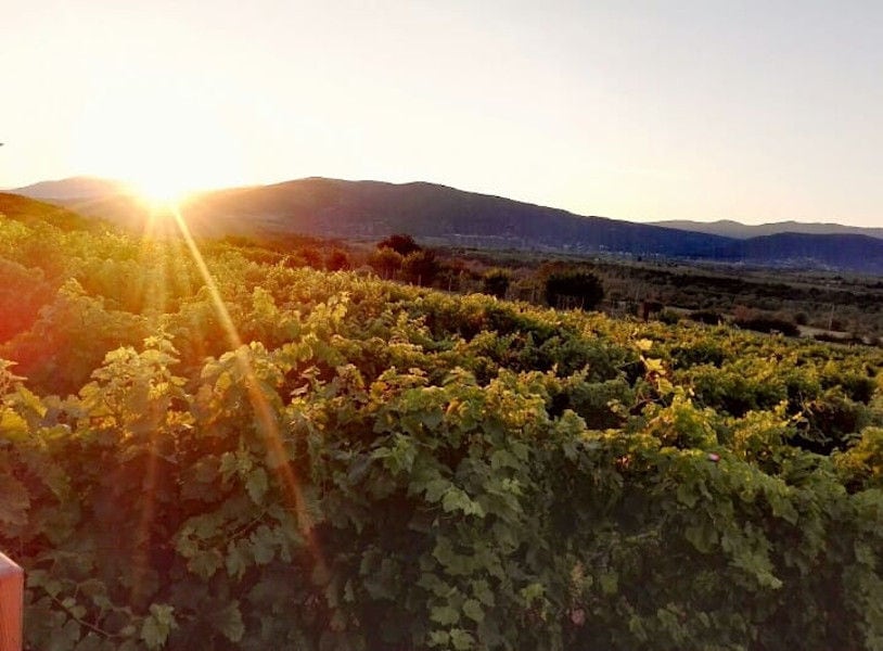 view of 'Manolesakis Estate' vineyards in the background of sunshine